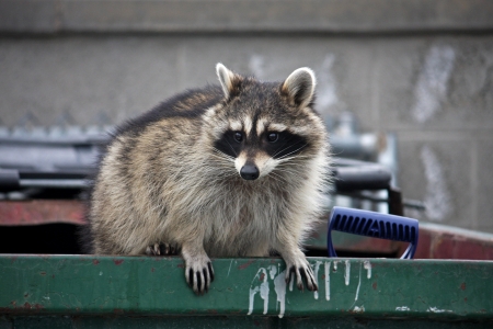 Im Kreishaus berichteten sie jetzt im Rahmen einer Versammlung mit der Jägerschaft von der zunehmenden Problematik mit den Tieren im urbanen Bereich. ©Adobe.stock.com - Jenny Tompson